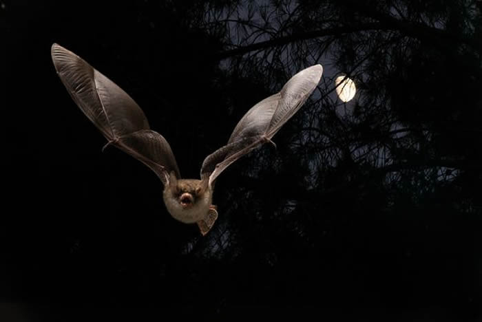 ��������ŵ����8Ѯ���������󾪼�����ͣ�������ľ��� һ���º���ֿ�Ȯ��֢״����