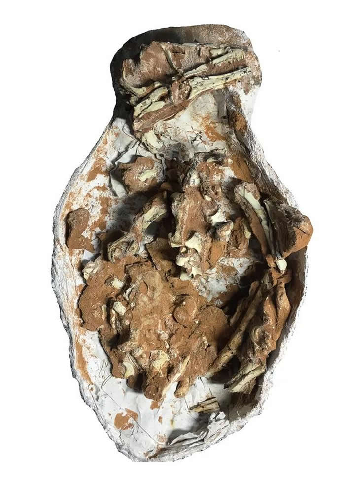 巴彦淖尔市发现的兽脚类恐龙化石为伤齿龙科新属种——内蒙古蝶猎龙