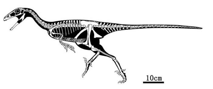 巴彦淖尔市发现的兽脚类恐龙化石为伤齿龙科新属种——内蒙古蝶猎龙
