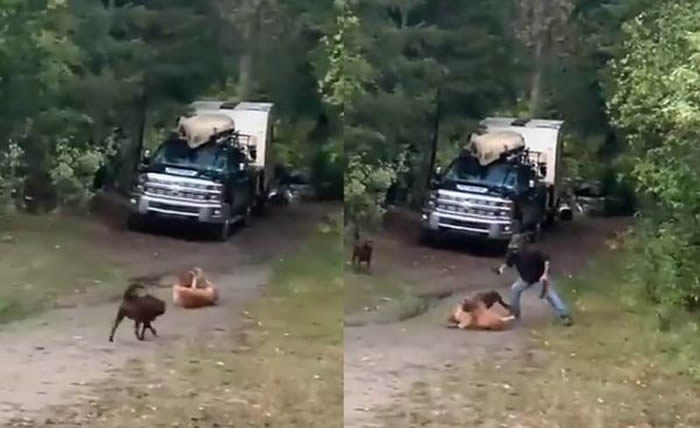 加拿大男子目睹自己的拉布拉多犬被攻击 情急之下拿刀砍下美洲狮的头