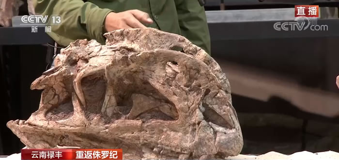 恐龙真的灭绝了吗?恐龙科考的六个小知识