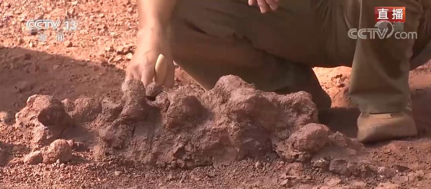 恐龙的“烦恼”你了解多少?恐龙也会得颈椎病