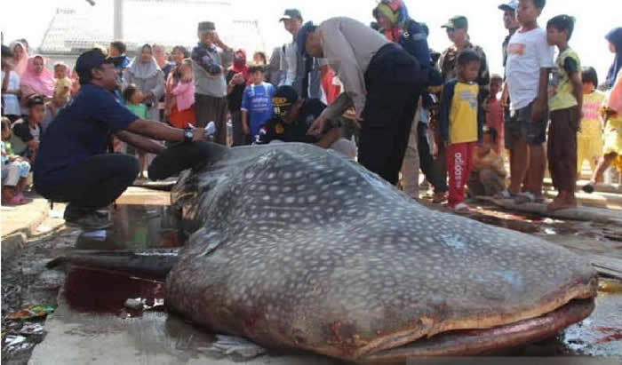 ͼ2019920צ۾ﰲ³ֵ̲ľʬ塣 ANTARA/HO-Cholid M