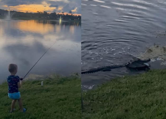 美国佛州7岁男童钓到大鲈鱼 没想到瞬间被从水中冲出的大鳄鱼抢走