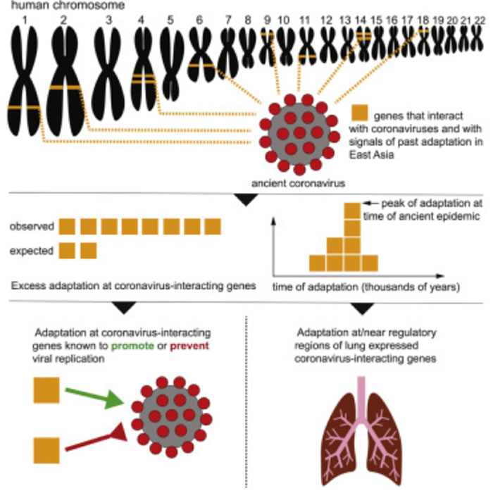 新研究发现2万多年前在东亚地区爆发过一场冠状病毒疫情