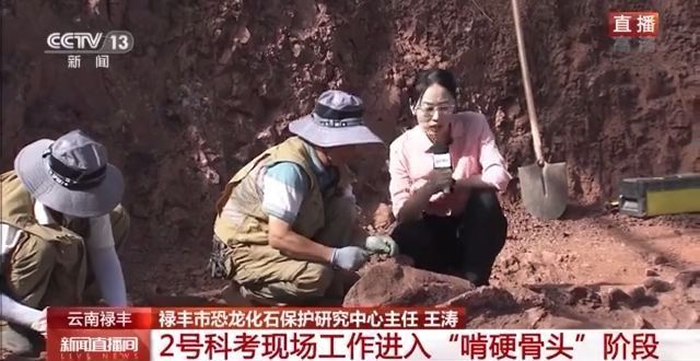 云南禄丰恐龙科考工作进入“啃硬骨头”阶段 恐龙化石如何修复?