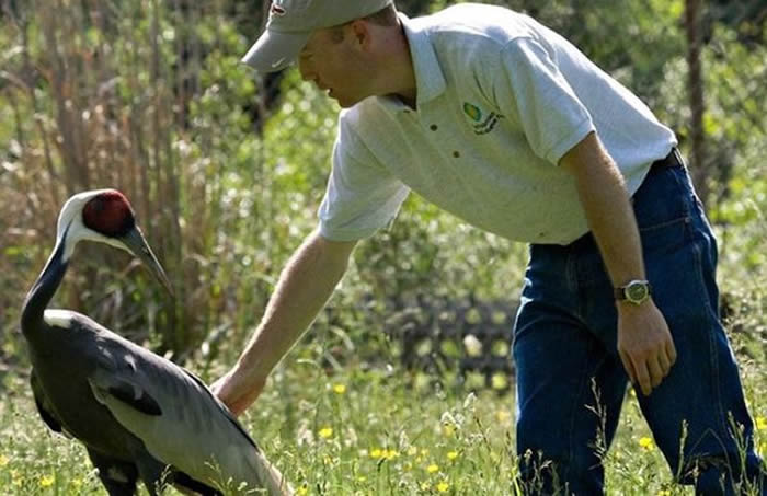 美国史密森尼国家动物园“人兽恋”:故事,母白枕鹤爱上男饲养员