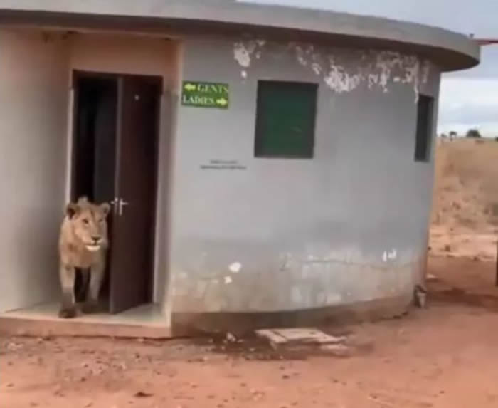 ӡ�ȶ�����֯������ȤӰƬ��һͷʨ�Ӵӹ��������߳���