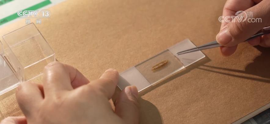 恐龙是温血还是冷血?怎样判断其年龄?