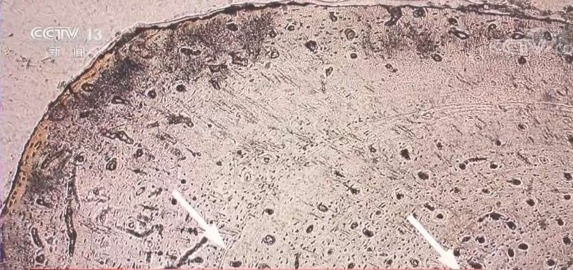 恐龙是温血还是冷血?怎样判断其年龄?