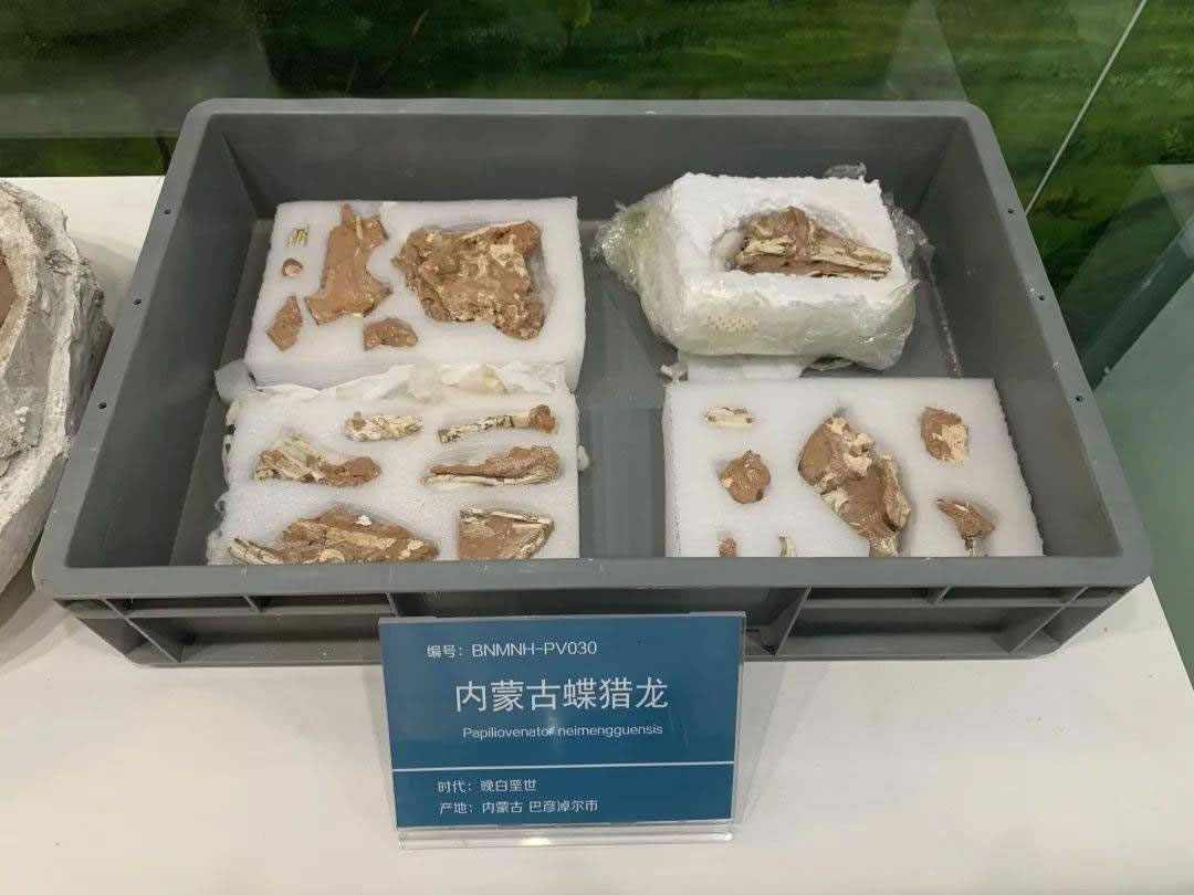 巴彦淖尔市发现的兽脚类恐龙化石为伤齿龙科新属种——内蒙古蝶猎龙