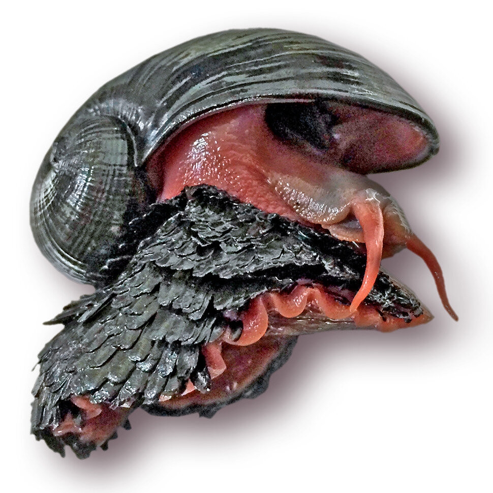 世界自然保护联盟(IUCN)的受胁物种红皮书,将足上有鳞片的奇异贝类列为濒危物种。照片来源:HKUST