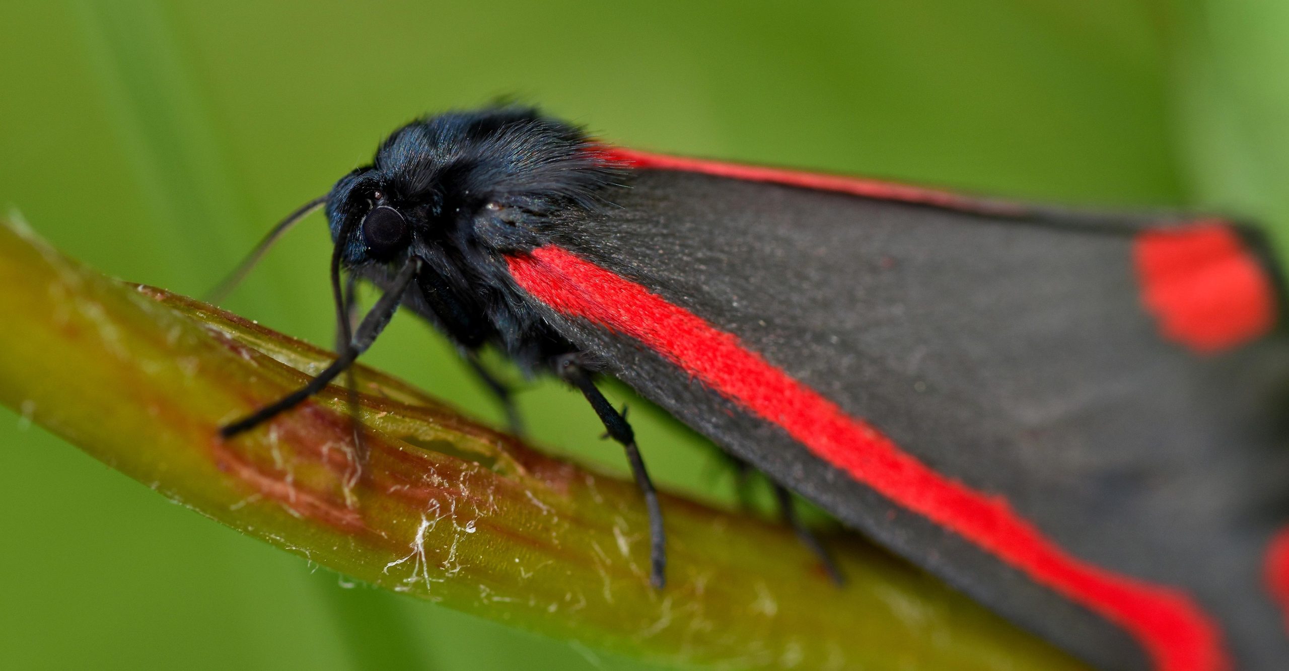 鸟类学会避开生活着有毒昆虫的植物