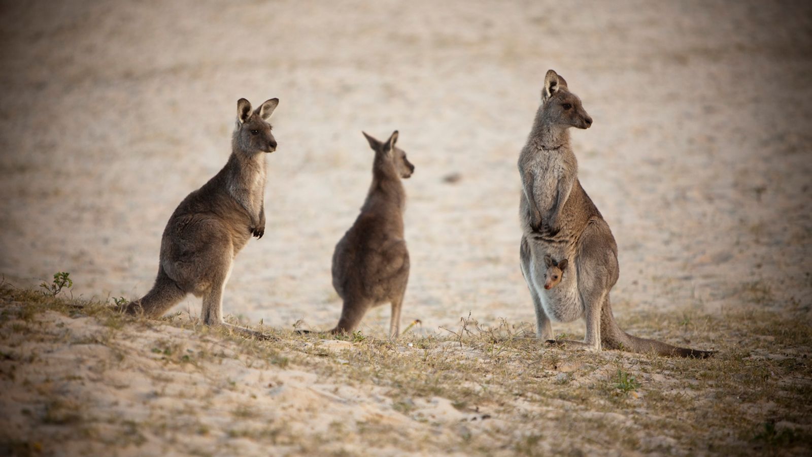澳洲南部小镇2名17岁少年涉嫌用汽车冲撞杀害12只成年袋鼠及2只袋鼠宝宝