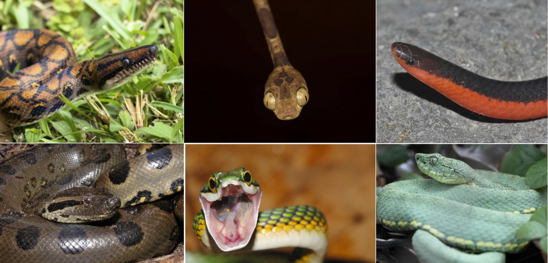 白垩纪末恐龙大灭绝后蛇类饮食多样化出现重大爆发