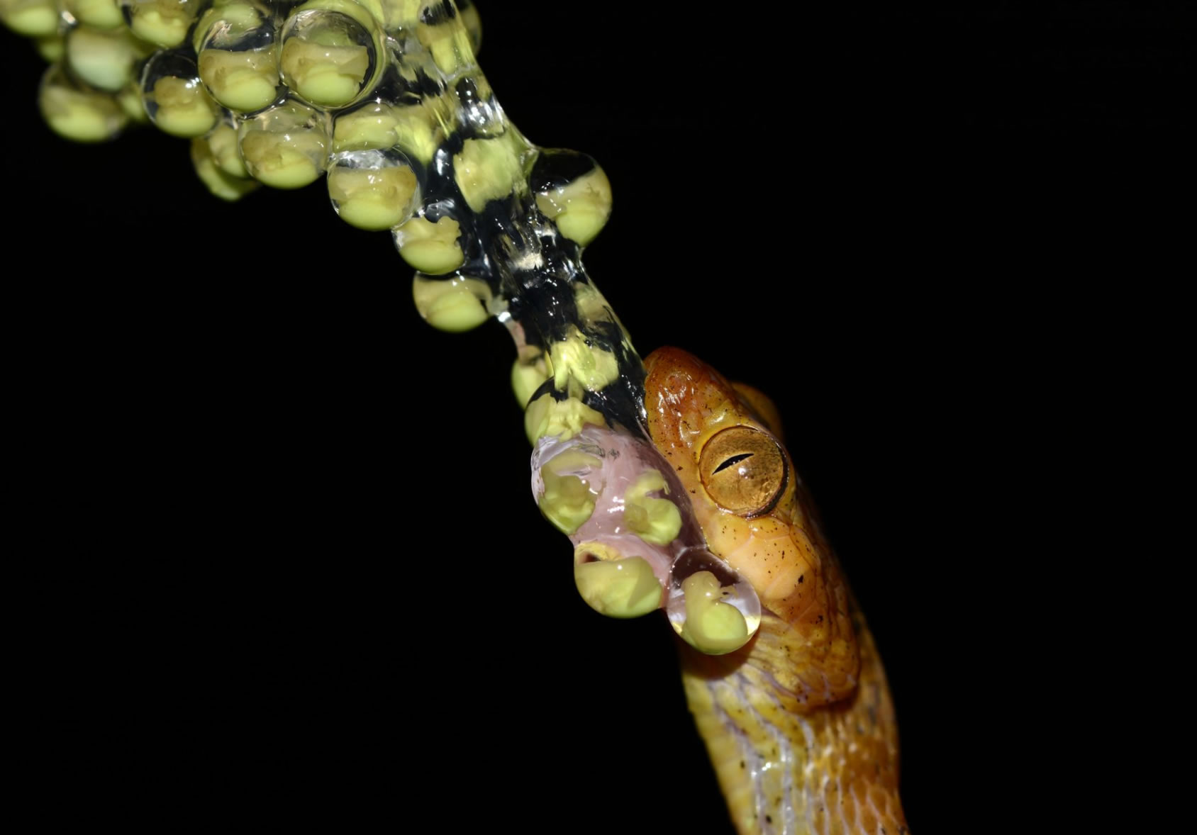 白垩纪末恐龙大灭绝后蛇类饮食多样化出现重大爆发