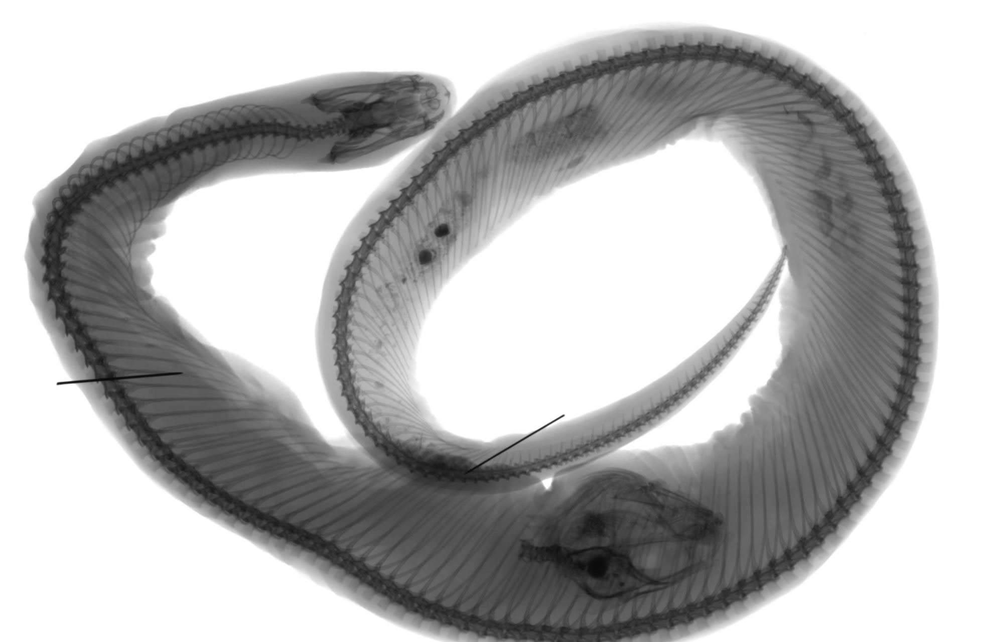 白垩纪末恐龙大灭绝后蛇类饮食多样化出现重大爆发