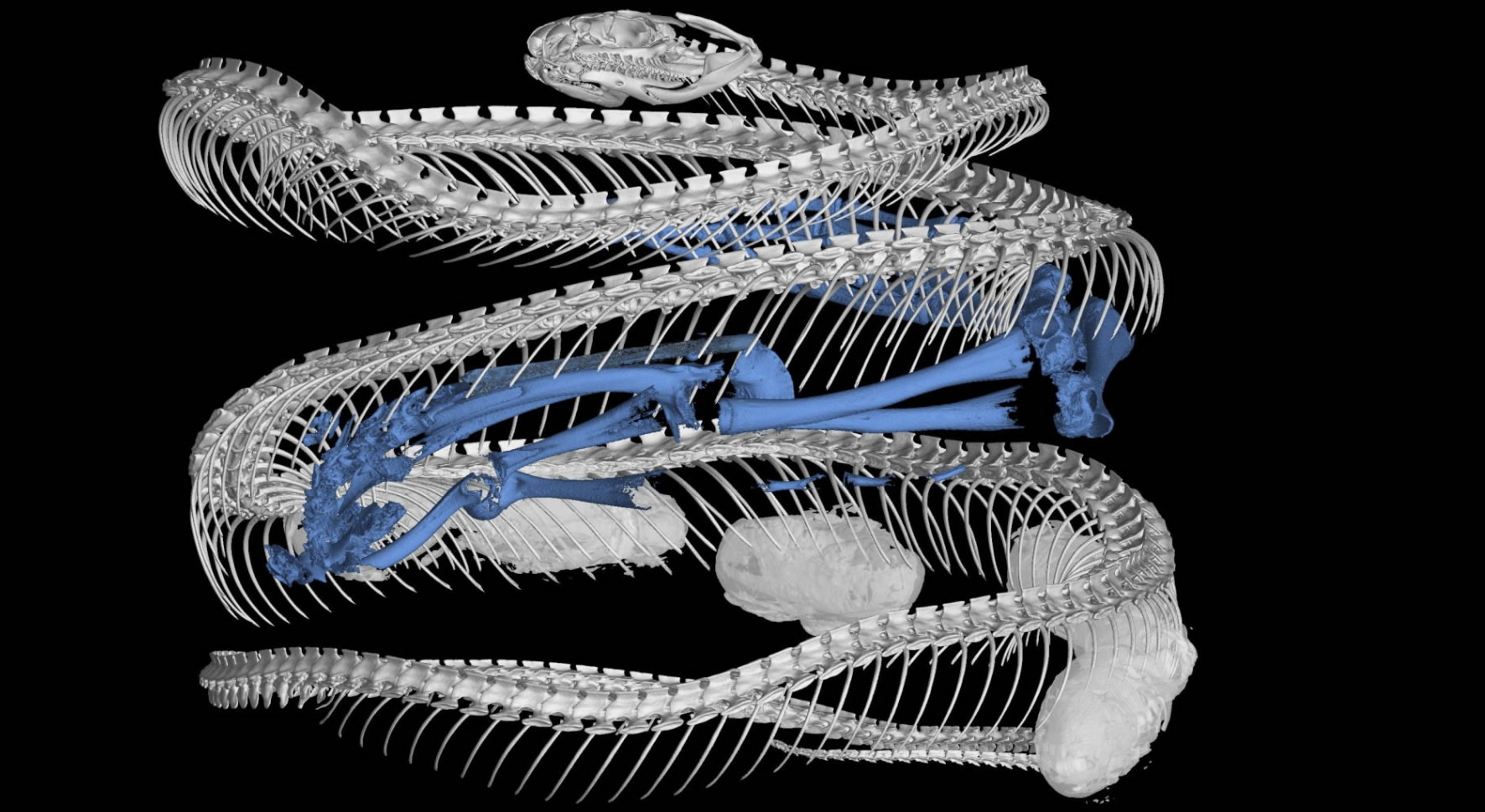 白垩纪末恐龙大灭绝后蛇类饮食多样化出现重大爆发
