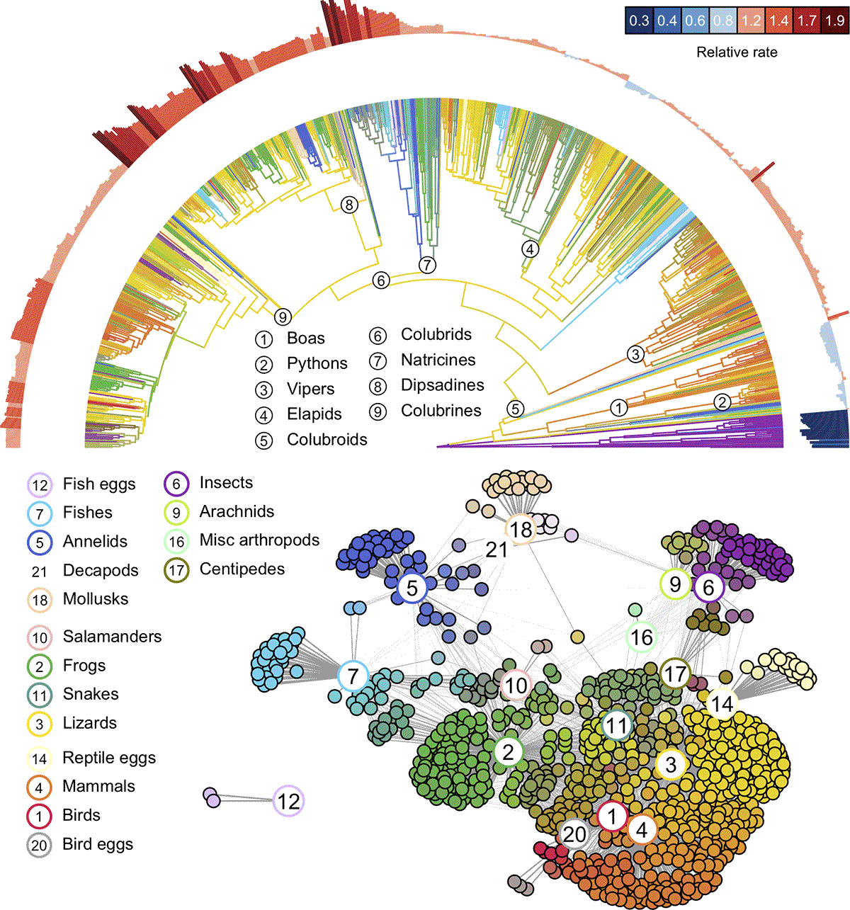 白垩纪末恐龙大灭绝后蛇类饮食多样化出现重大爆发