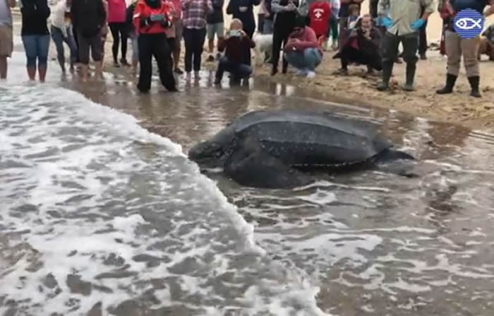 美国麻萨诸塞州世界最大海龟“棱皮龟”搁浅沙滩 获救援成功回归大海