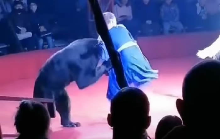 俄罗斯马戏团表演发生意外 棕熊突然发狂攻击怀孕训练师