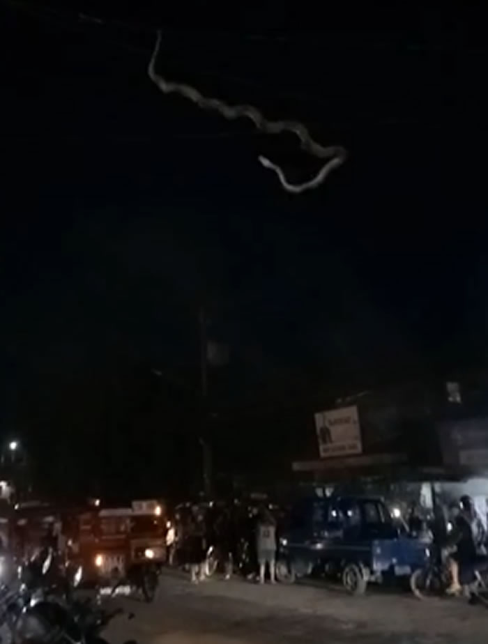 菲律宾薄荷岛塔比拉兰市闹市区一条巨蛇盘踞在电线上