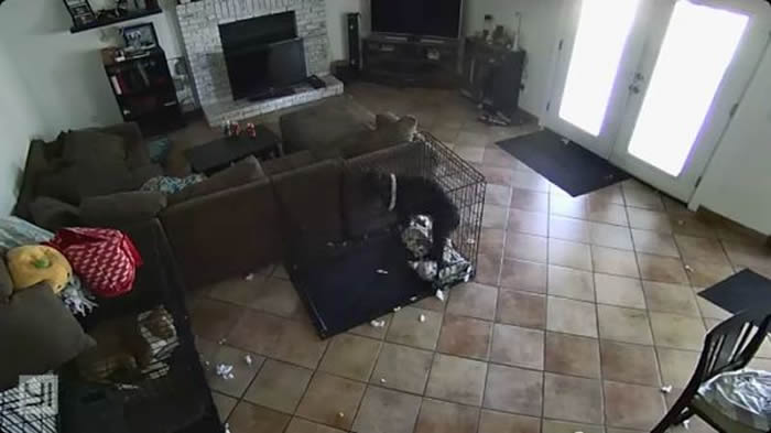 网友称家中监控拍到客厅黑狗被幽灵摘项圈