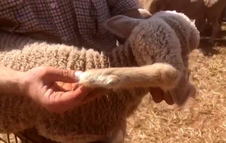 �����ϰ�ʡ�б�������³��ë��������һֻ��5���ȵ�С����