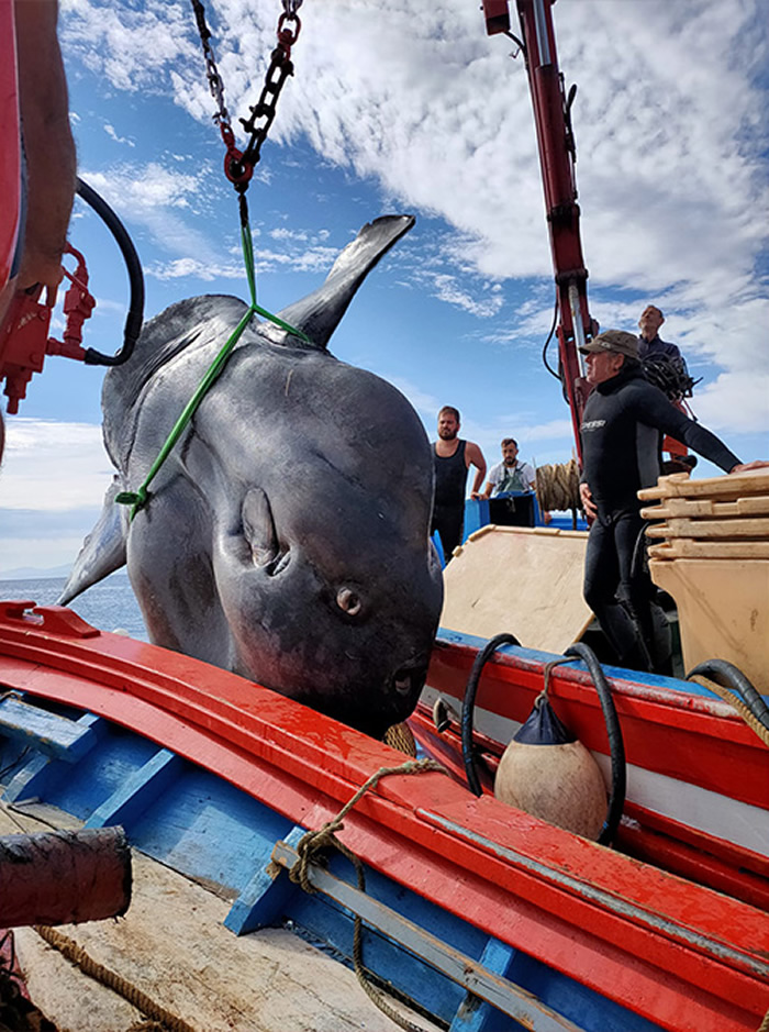 񲶵һֻ2ؾ޴㣨㣩 оԱ۲¼Żش