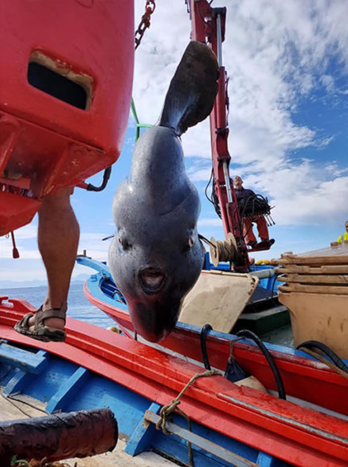 񲶵һֻ2ؾ޴㣨㣩 оԱ۲¼Żش