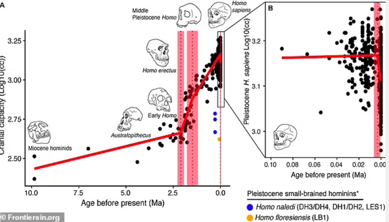 研究人员发现210万年和150万年前人类脑容量曾两次增加