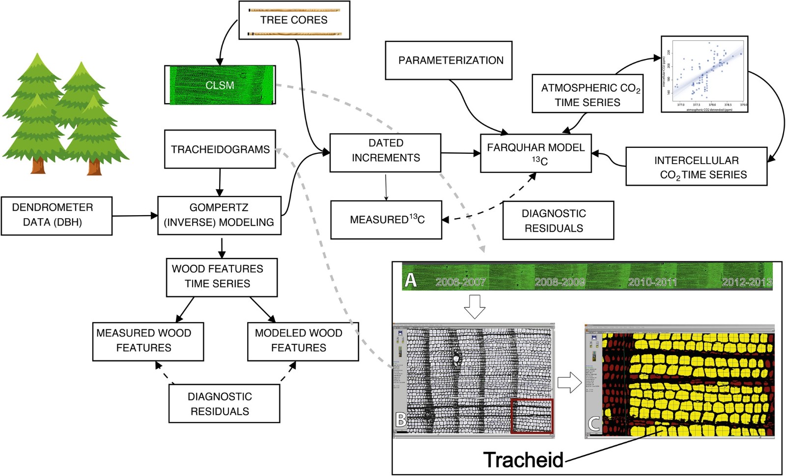 新研究表明强烈地震可以帮助树木生长