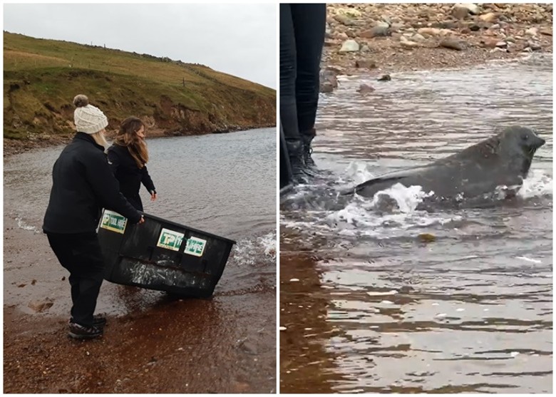 在北极出没的稀有环斑海豹现身苏格兰 动物组织助归家