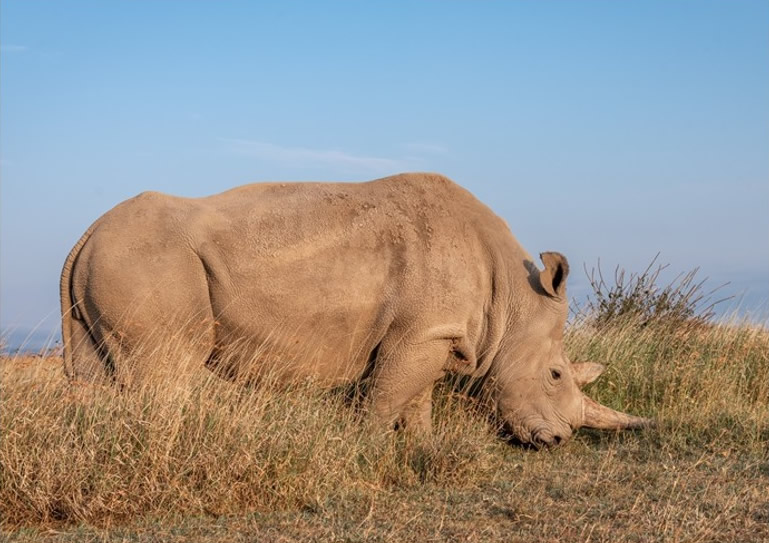 动物保护组织BioRescue宣布因年事已高 一只雌性北方白犀牛将退出繁殖计划