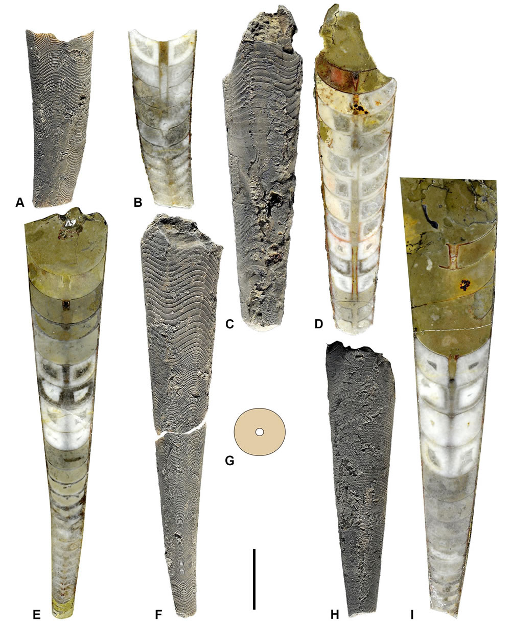 以咱象鼻角石(Rhynchorthoceras yizanense sp. nov.)标本,产自湖南省桑植县大田坝组