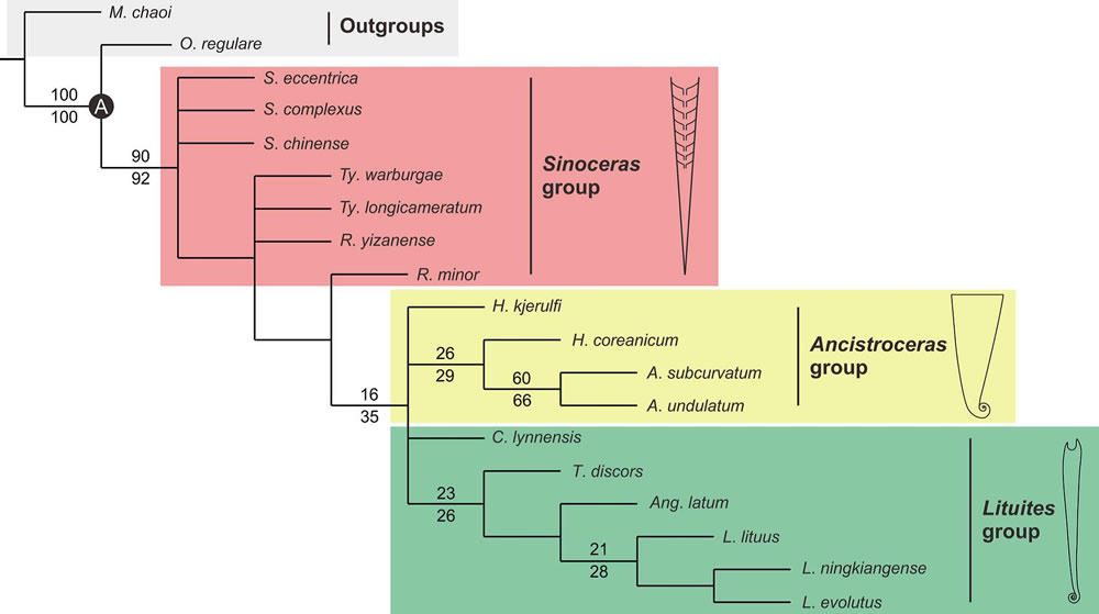 喇叭角石目头足类演化树