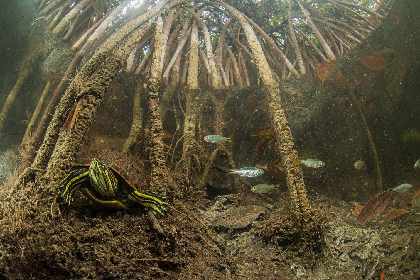锦龟在红树林水下根部找到藏身处。 PHOTOGRAPH BY OCTAVIO ABURTO