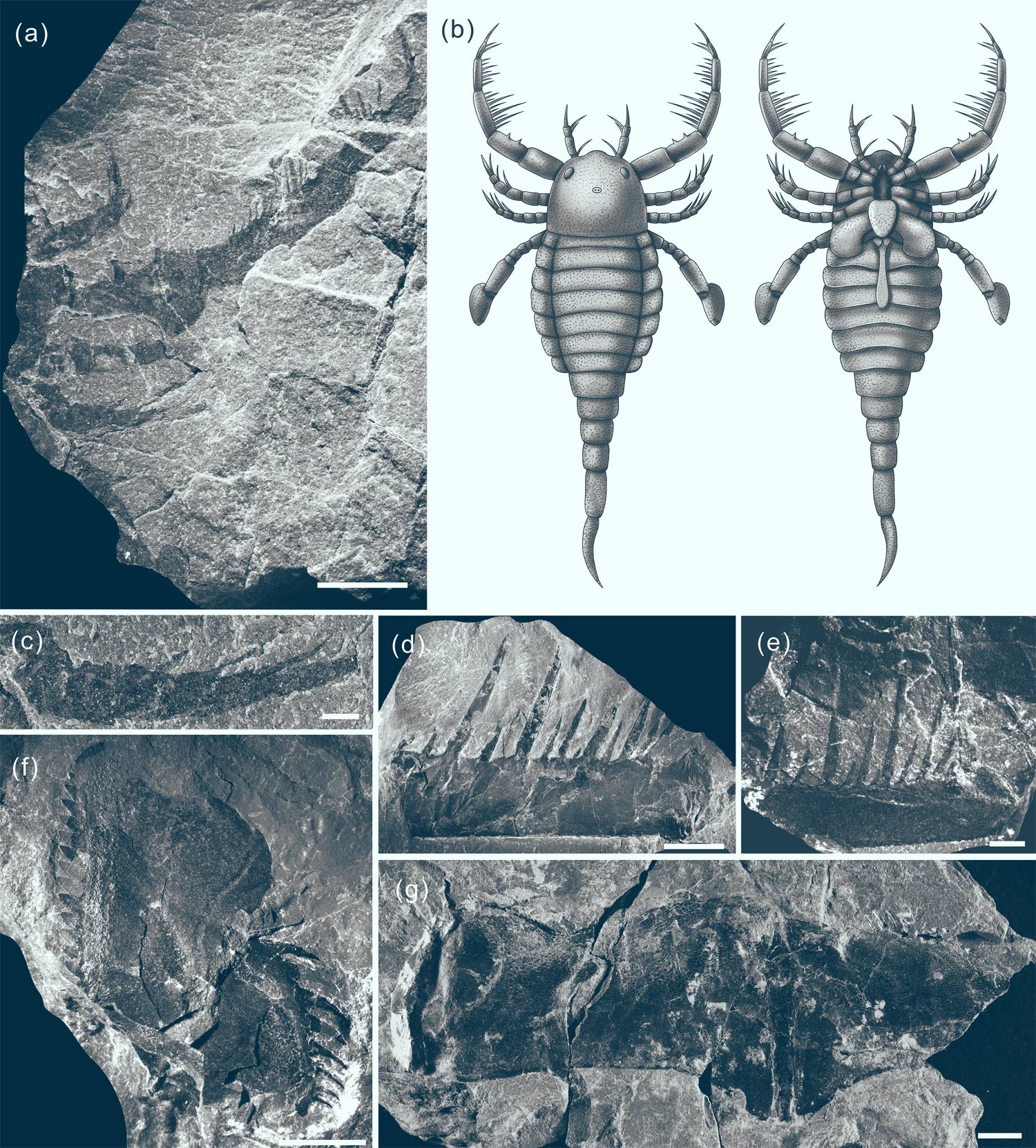 й4ǰ־;͡ЫӡTerropterus xiushanensisʯ 峤1