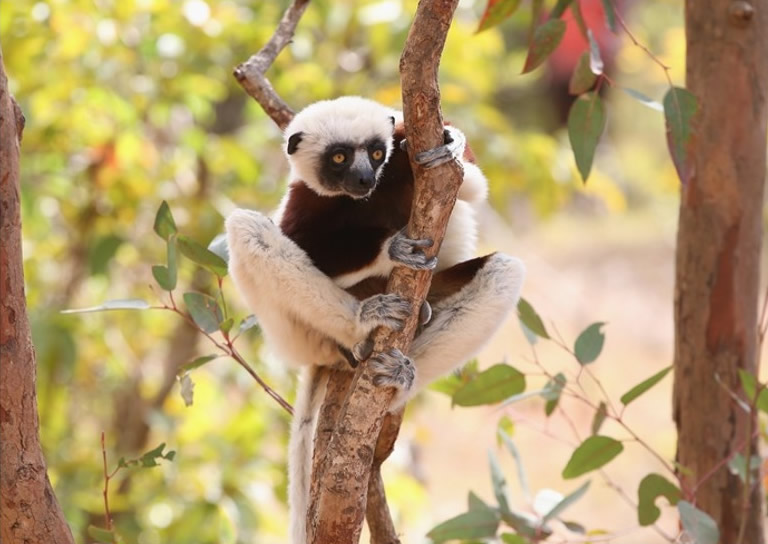 《当代生物学》:研究发现马达加斯加独有的濒危狐猴唱歌时也可如人类般有特定节奏