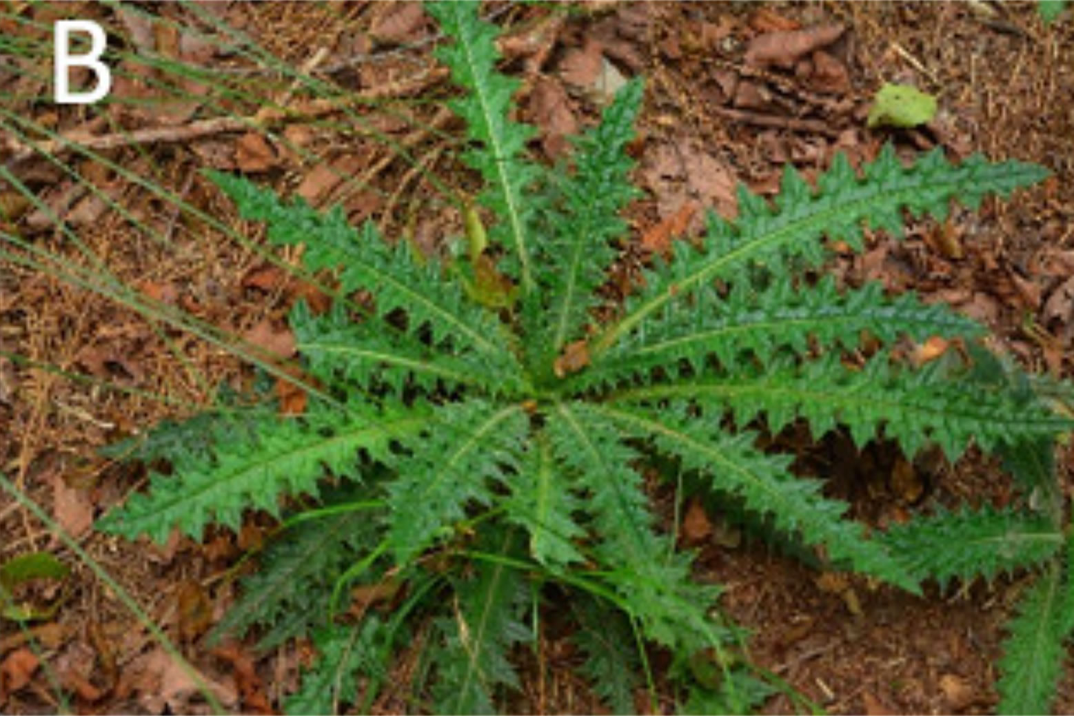 (A)台湾蓟的头状花序明显下垂,花冠裂片直生。 (B)台湾蓟的基生叶。 (C)台湾蓟叶背面密密地覆盖着一层白色蜘蛛丝状毛。张之毅摄影