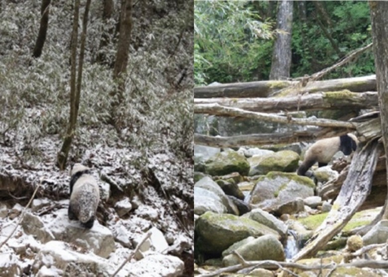 大熊猫黑白双色有利在原栖地隐身