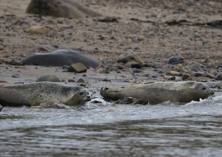 Ӣ����ֻ���˻Һ����ڱ���������� ���˶��»ع�Ұ��