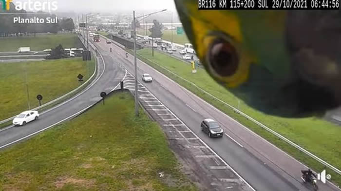 巴西古里提巴市高速公路监控拍到披着绿色羽毛的“神秘嘉宾”——蓝顶亚马逊鹦鹉