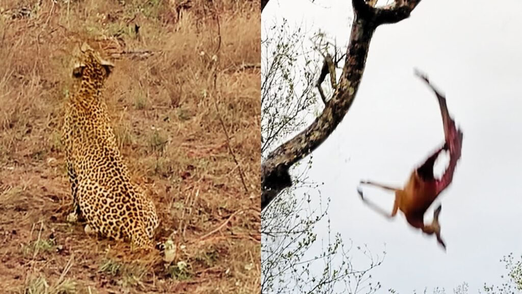 非洲花豹妈妈辛苦将猎物叼上树给宝宝食用 却被顽皮小花豹从树上扔下砸中头