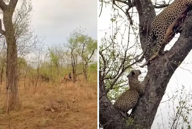 非洲花豹妈妈辛苦将猎物叼上树给宝宝食用 却被顽皮小花豹从树上扔下砸中头