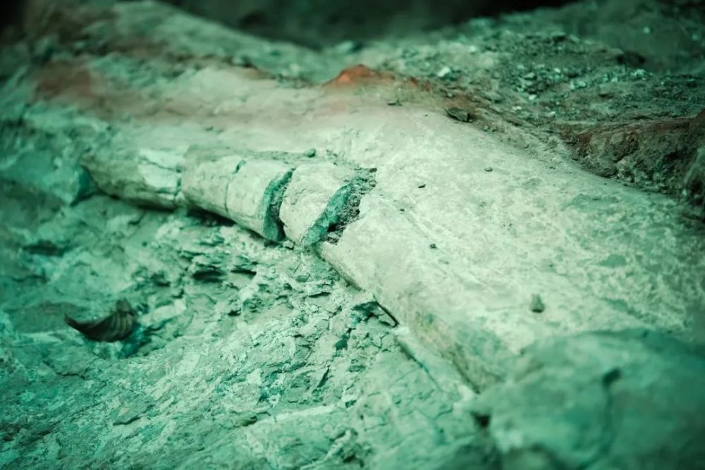 广元旺苍的马门溪龙生前可能遭遇了一场巨大山洪