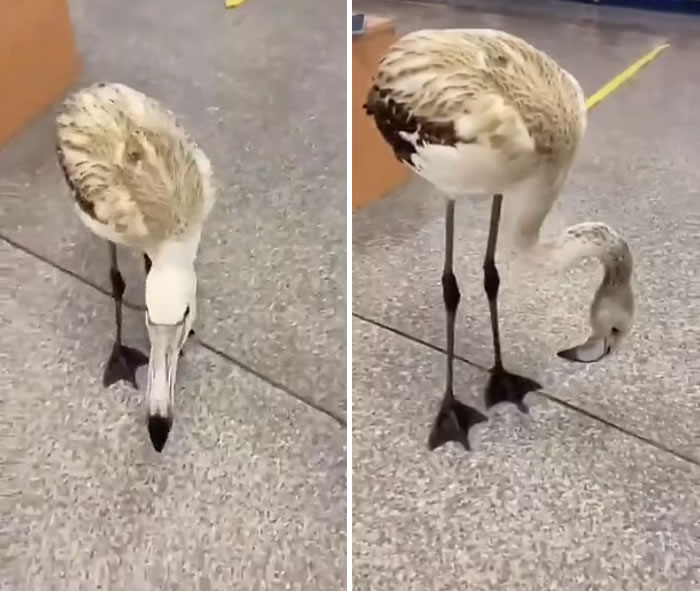 2只糊涂的避冬红鹤(火烈鸟)飞错7000公里 反方向到最冷地区变过冬