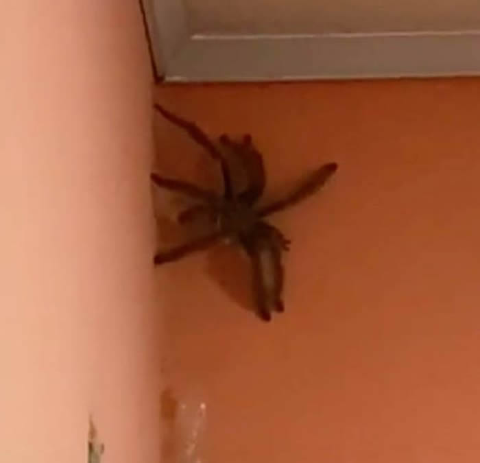 托巴哥岛居民家中发现一只超大蜘蛛