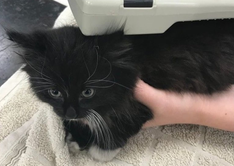 Ӣ��������è���������˳�糵 �γ���80�����漣����