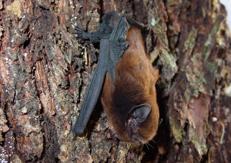 �������ʼ�ɭ�������ౣ��Э������������ �������鶯�ﳤβ������